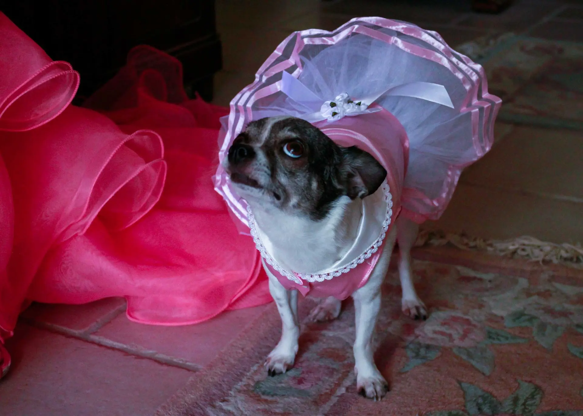 Chien avec une robe