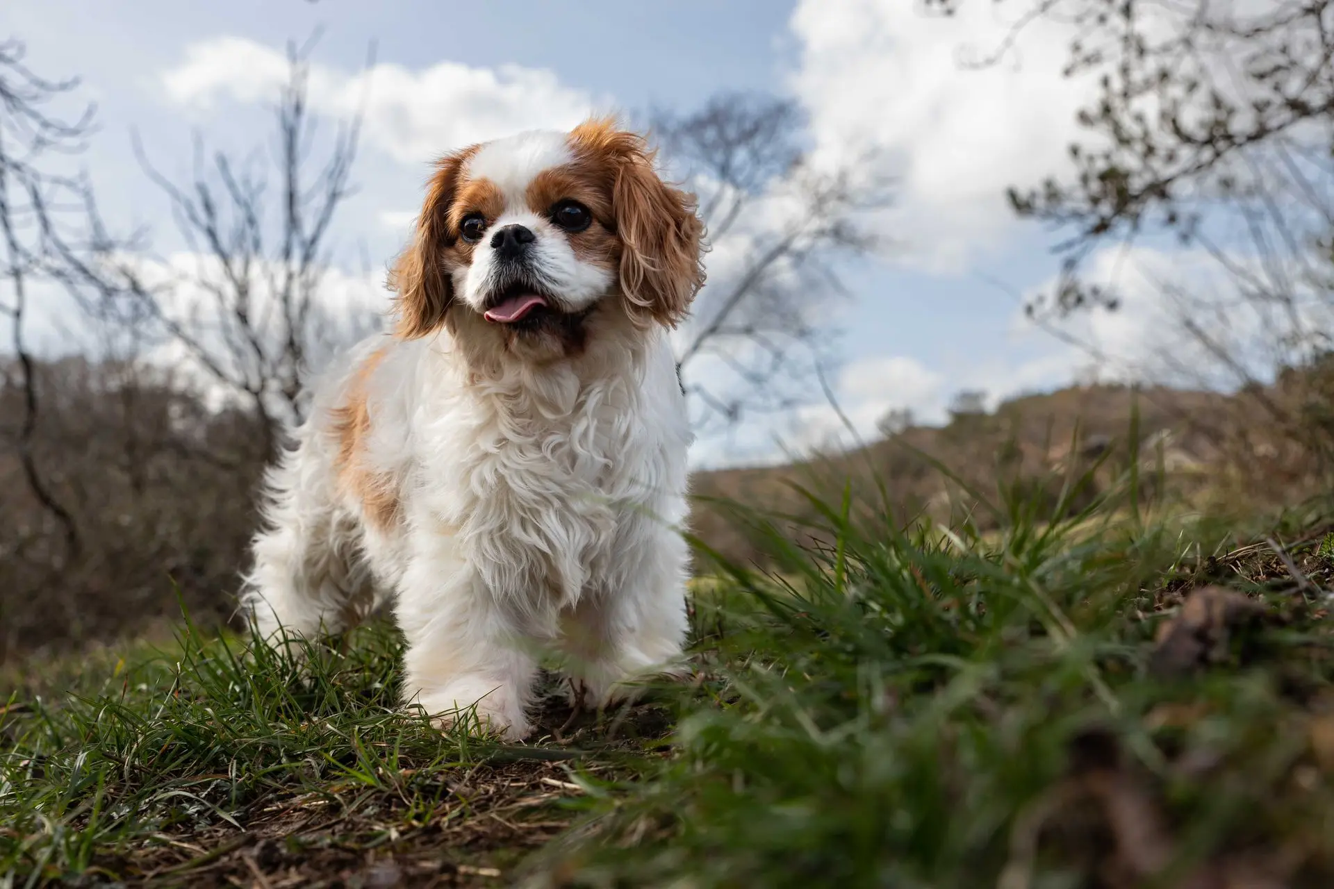 Chien Cavalier King Charles